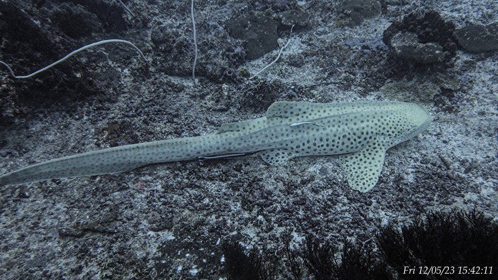 leopard shark by wh2021