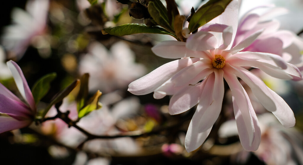 magnolia in sunshine by brigette
