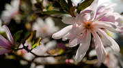 30th Aug 2023 - magnolia in sunshine