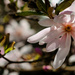 magnolia in sunshine