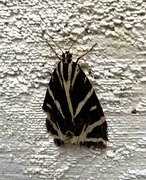 29th Aug 2023 - Jersey Tiger