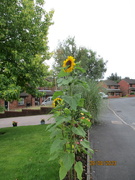 29th Aug 2023 - Tall sunflowers.