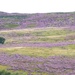 Heather Moorland by fishers