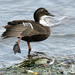 Mallard Variety  by seattlite
