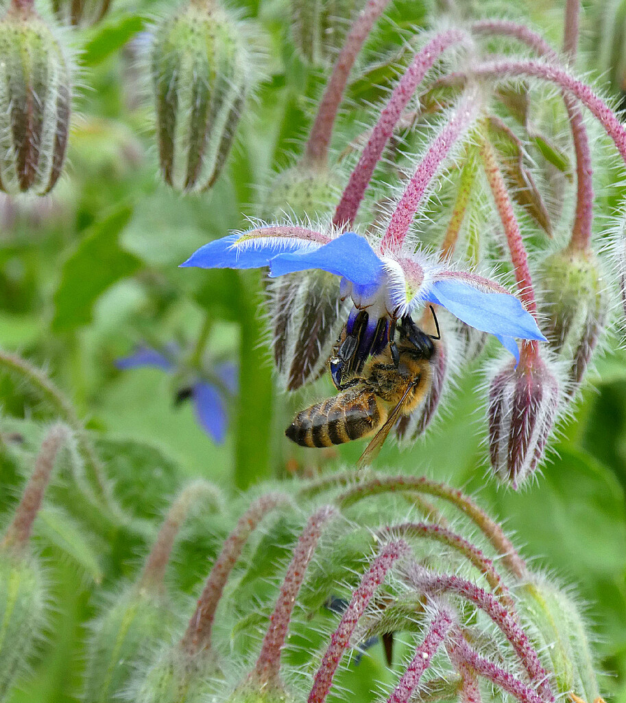 Bee on Borage.  by wendyfrost