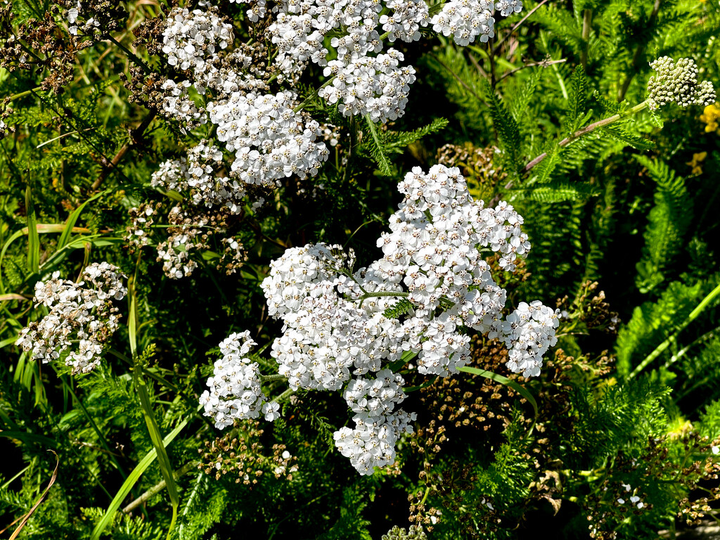 Common Yarrow by lifeat60degrees