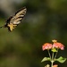 LHG_7909 Eastern Tiger swallowtail in flight by rontu
