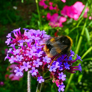 29th Aug 2023 - Busy Bee.