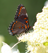 29th Aug 2023 - Red - Spotted Purple