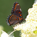 Red - Spotted Purple by paintdipper