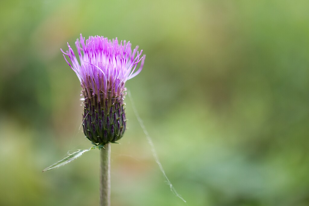 Thistle by okvalle