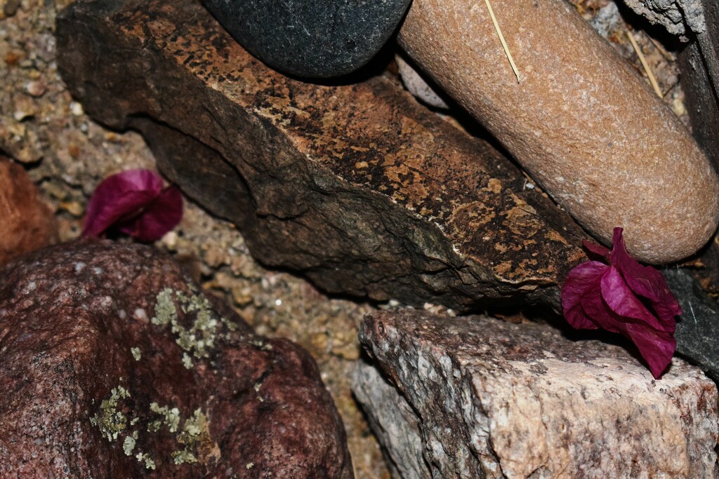 Aug 28 Petals and Rocks by sandlily