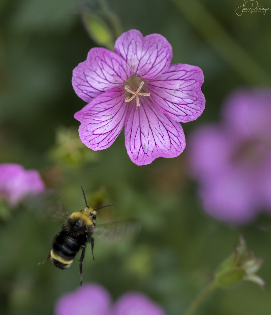 Bee in Geranium by jgpittenger