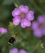 29th Aug 2023 - Bee in Geranium