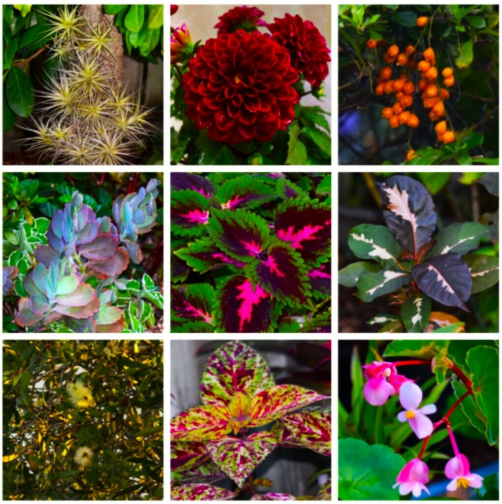  Favorites From My Garden Collage ~ by happysnaps