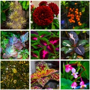 30th Aug 2023 -  Favorites From My Garden Collage ~