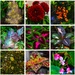  Favorites From My Garden Collage ~ by happysnaps