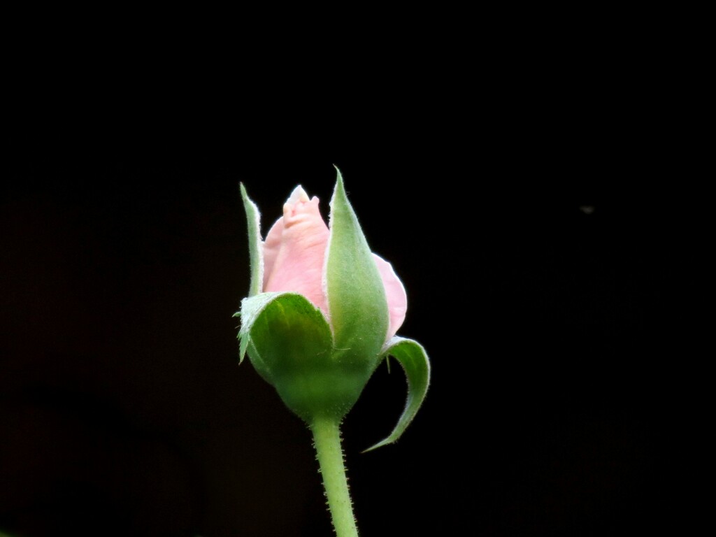 A Flower In Waiting by grammyn