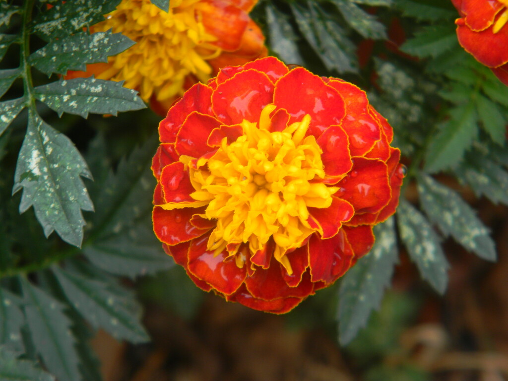 Marigold Flower in Neighborhood  by sfeldphotos