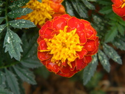 29th Aug 2023 - Marigold Flower in Neighborhood 