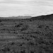 Distant Razorback by peterdegraaff