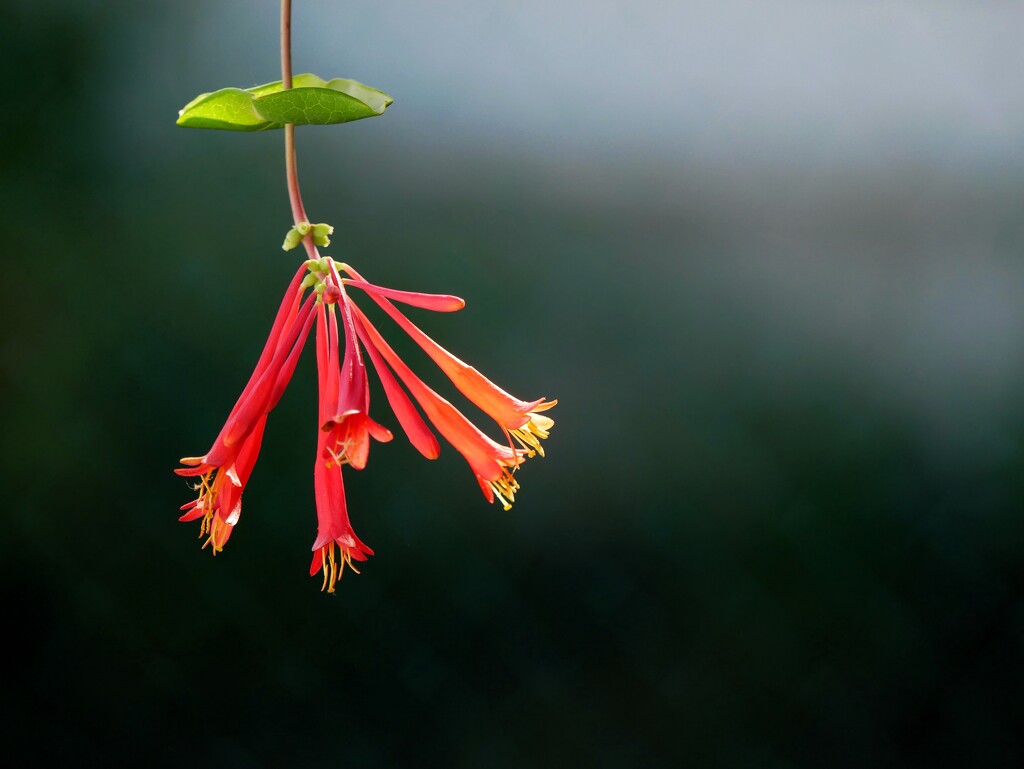 Last of the Honeysuckle by ljmanning