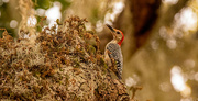 29th Aug 2023 - Red Bellied Woodpecker!