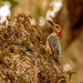 Red Bellied Woodpecker! by rickster549