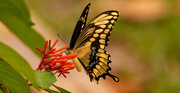 29th Aug 2023 - Eastern Tiger Swallowtail Butterfly!