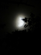 25th Aug 2023 - Misty moon