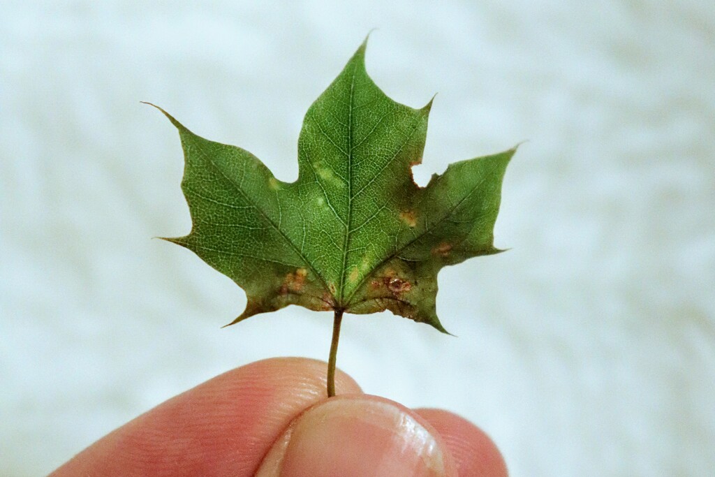 The Tiniest Maple Leaf by princessicajessica