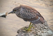 21st Aug 2023 - Night of the Black-Crowned Night Herons