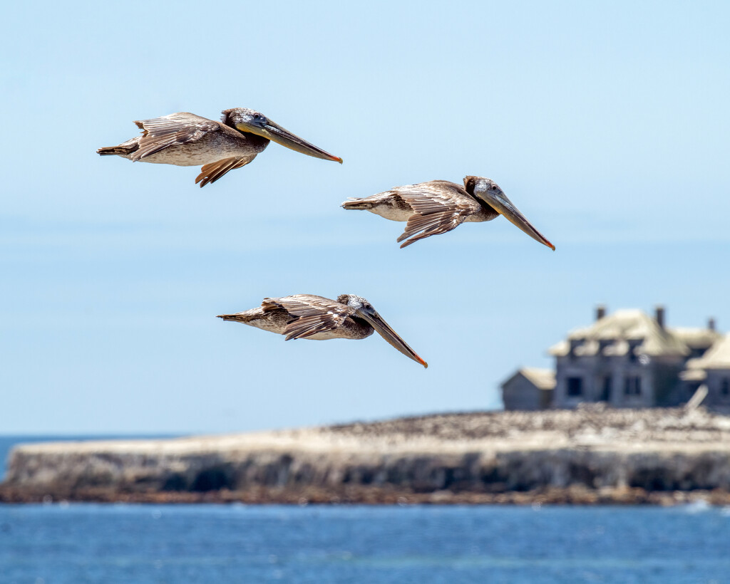 Another Pelican Flyby by nicoleweg