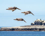 29th Aug 2023 - Another Pelican Flyby