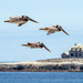 Another Pelican Flyby by nicoleweg