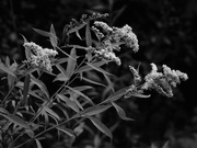 28th Aug 2023 - Goldenrod in b&w