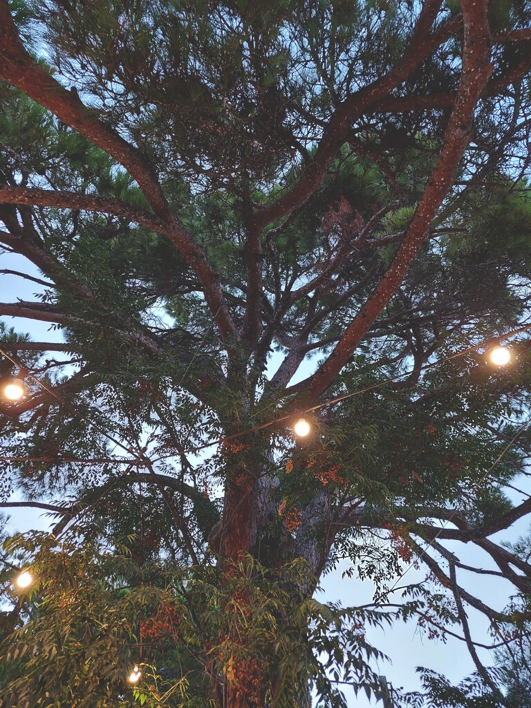 Under the Pine Tree by monikozi