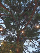 30th Aug 2023 - Under the Pine Tree
