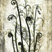 Ferns by 365projectclmutlow