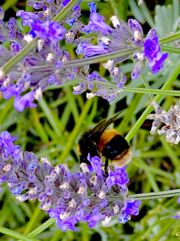 Bee in Lavender  by rensala