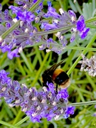 30th Aug 2023 - Bee in Lavender 