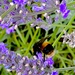 Bee in Lavender  by rensala