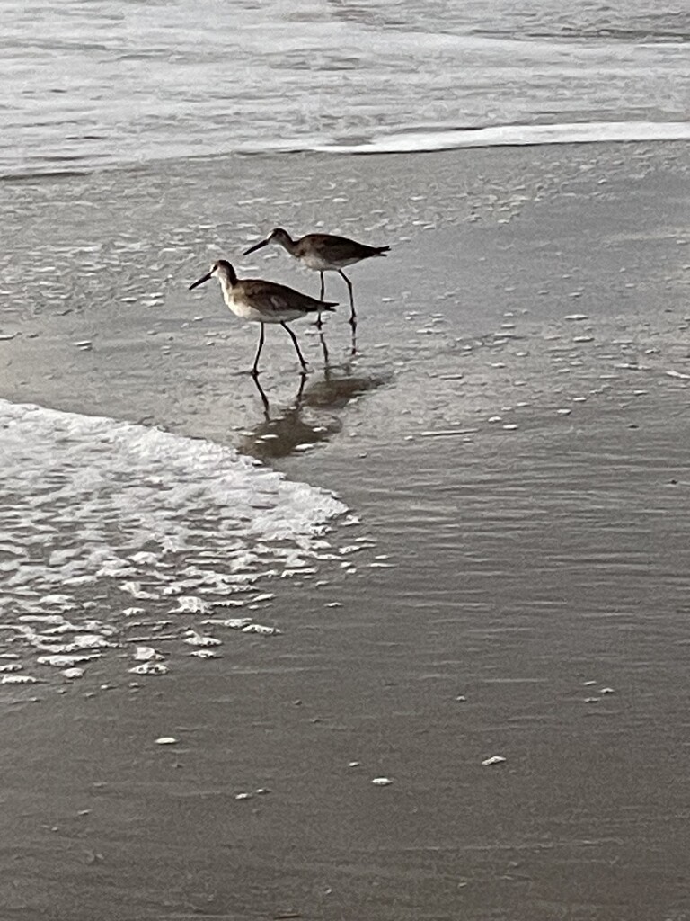 Shore Birds  by wilkinscd