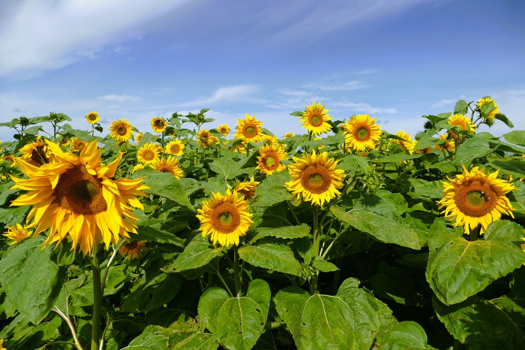 sunflowers in the field by cam365pix
