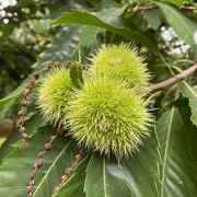 29th Aug 2023 - sweet chestnuts