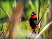 30th Aug 2023 - Living in the reeds