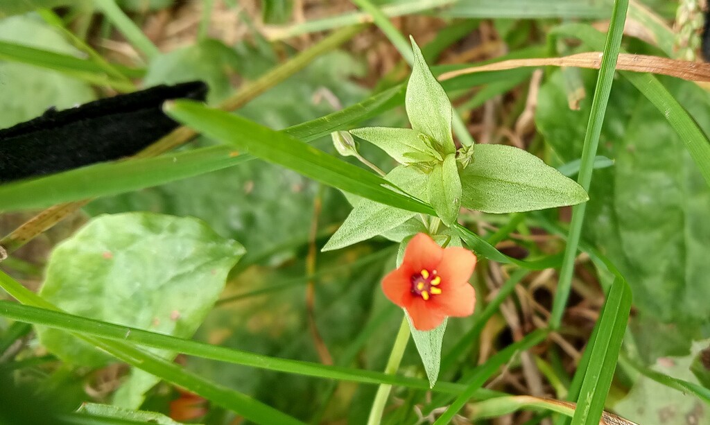 Scarlet Pimpernel  by 365projectorgjoworboys