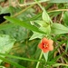 Scarlet Pimpernel  by 365projectorgjoworboys