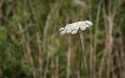 30th Aug 2023 - Queen Anne's Lace