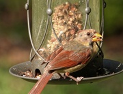 31st Aug 2023 - Juvenile female cardinal getting her fill...